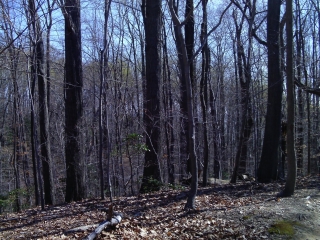 Westmoreland Woods